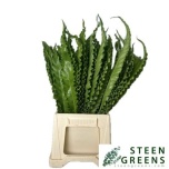 Asplenium Nidus Multilobum 50cm (pk)
