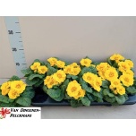Primula Priimula ac primasan yellow 10,5cm