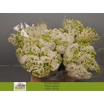 Syringa Marie Legraye 40cm
