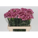 Dianthus Nelk ST Tempest*20