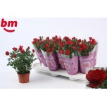 Potiroos Rosa hot jewel 10.5cm