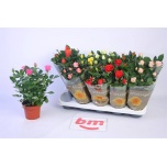 Rosa Potiroos beau monde mix 12cm