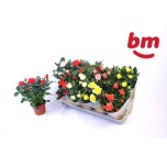 Rosa Potiroos beau monde mix 12cm