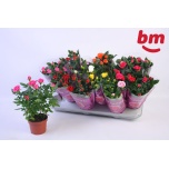 Rosa Potiroos beau monde mix 10,5cm
