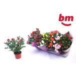 Rosa Potiroos beau monde mix 10,5cm