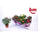 Rosa Potiroos beau monde mix 10,5cm