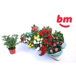 Rosa Potiroos beau monde mix 10,5cm