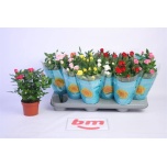 Rosa Potiroos beau monde mix 10,5cm