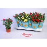 Rosa Potiroos beau monde mix 10,5cm