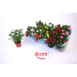 Rosa Potiroos beau monde mix 10,5cm