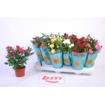Rosa Potiroos beau monde mix 10,5cm