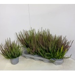 Calluna vulg Kanarbik nova mix in pot 2 col 13cm