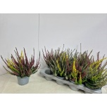 Calluna vulg Kanarbik nova mix in pot 2 col 13cm