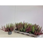 Calluna vulg Kanarbik nova mix 2 colours 10,5cm