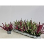 Calluna vulg nova mix 2 colours 10,5cm