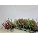 Calluna vulg Kanarbik nova mix in pot 3 col 13cm