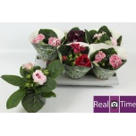 Sinningia sonata mix 13cm
