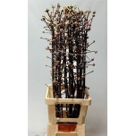 Viburnum bodn ch lamont 100cm