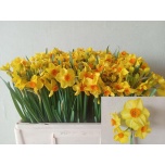 Narcissus Nartsiss Martinette