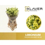 Limonium Parkjuur S Yellow Sun Birds 80cm
