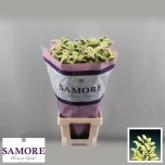 Limonium Parkjuur S Yellow Sun Birds 80cm