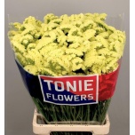 Limonium Parkjuur S Yellow Sun Birds 80cm