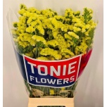 Limonium Parkjuur S Yellow Sun Birds 80cm