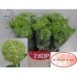 Viburnum Roseum 40cm
