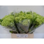 Viburnum Roseum 40cm