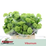 Viburnum Roseum 40cm