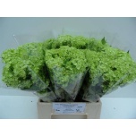 Viburnum Roseum 40cm