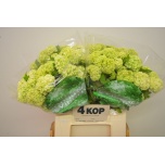 Viburnum Roseum 40cm