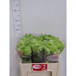 Viburnum Roseum 40cm