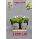 Viburnum Roseum 40cm