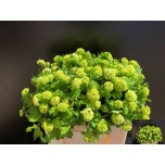 Viburnum 55cm