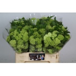Viburnum 55cm