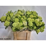Viburnum roseum Lodjapuu 60cm
