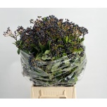Viburnum Metalberry 65cm (pk)