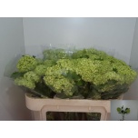 Viburnum Roseum 70cm