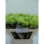 Viburnum Roseum 70cm