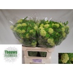 Viburnum Roseum 80cm