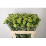 Viburnum Roseum 80cm