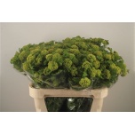 Viburnum Roseum 80cm