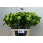 Viburnum Roseum 80cm