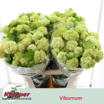 Viburnum Roseum 80cm