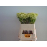 Viburnum Roseum 80cm