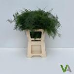 Asparagus Setaceus 65cm pk