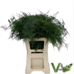 Asparagus Setaceus 65cm (pk)