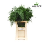 Asparagus Setaceus 85cm pk