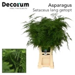Asparagus Setaceus 85cm pk